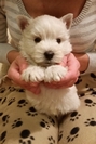 Sugar Star FCI, Hodowla West Highland White Terrier, West Highland White Terriery