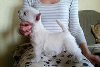 Sugar Star FCI, Hodowla West Highland White Terrier, West Highland White Terriery