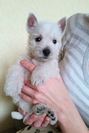 Sugar Star FCI, Hodowla West Highland White Terrier, West Highland White Terriery