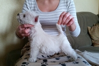 Sugar Star FCI, Hodowla West Highland White Terrier, West Highland White Terriery