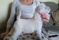 Sugar Star FCI, Hodowla West Highland White Terrier, West Highland White Terriery