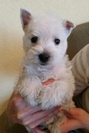 Sugar Star FCI, Hodowla West Highland White Terrier, West Highland White Terriery