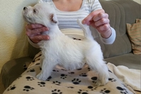 Sugar Star FCI, Hodowla West Highland White Terrier, West Highland White Terriery