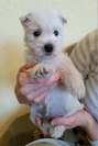 Sugar Star FCI, Hodowla West Highland White Terrier, West Highland White Terriery