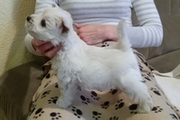 Sugar Star FCI, Hodowla West Highland White Terrier, West Highland White Terriery
