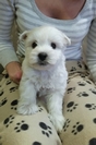 Sugar Star FCI, Hodowla West Highland White Terrier, West Highland White Terriery