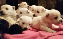 Sugar Star FCI, Hodowla West Highland White Terrier, West Highland White Terriery