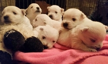 Sugar Star FCI, Hodowla West Highland White Terrier, West Highland White Terriery