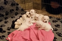 Sugar Star FCI, Hodowla West Highland White Terrier, West Highland White Terriery