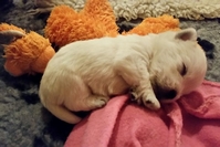 Sugar Star FCI, Hodowla West Highland White Terrier, West Highland White Terriery