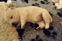 Sugar Star FCI, Hodowla West Highland White Terrier, West Highland White Terriery