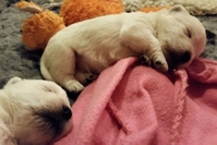 Sugar Star FCI, Hodowla West Highland White Terrier, West Highland White Terriery