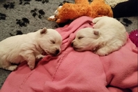 Sugar Star FCI, Hodowla West Highland White Terrier, West Highland White Terriery