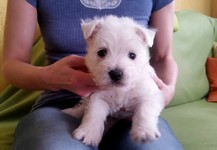 Sugar Star FCI, Hodowla West Highland White Terrier, West Highland White Terriery