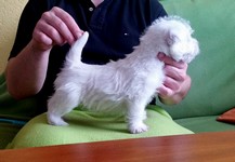 Sugar Star FCI, Hodowla West Highland White Terrier, West Highland White Terriery