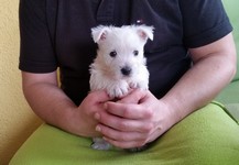 Sugar Star FCI, Hodowla West Highland White Terrier, West Highland White Terriery