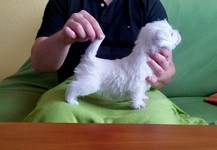 Sugar Star FCI, Hodowla West Highland White Terrier, West Highland White Terriery