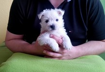 Sugar Star FCI, Hodowla West Highland White Terrier, West Highland White Terriery