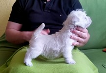 Sugar Star FCI, Hodowla West Highland White Terrier, West Highland White Terriery