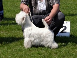 Sugar Star FCI, Hodowla West Highland White Terrier, West Highland White Terriery