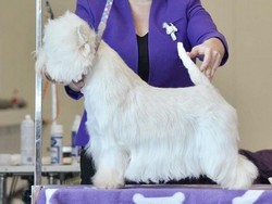 Sugar Star FCI, Hodowla West Highland White Terrier, West Highland White Terriery