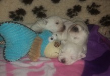 Sugar Star FCI, Hodowla West Highland White Terrier, West Highland White Terriery