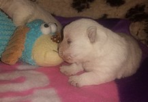 Sugar Star FCI, Hodowla West Highland White Terrier, West Highland White Terriery