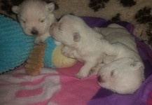 Sugar Star FCI, Hodowla West Highland White Terrier, West Highland White Terriery