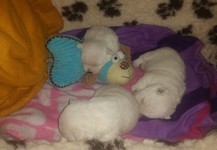 Sugar Star FCI, Hodowla West Highland White Terrier, West Highland White Terriery