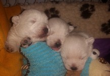 Sugar Star FCI, Hodowla West Highland White Terrier, West Highland White Terriery