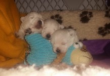 Sugar Star FCI, Hodowla West Highland White Terrier, West Highland White Terriery