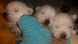 Sugar Star FCI, Hodowla West Highland White Terrier, West Highland White Terriery