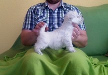 Sugar Star FCI, Hodowla West Highland White Terrier, West Highland White Terriery