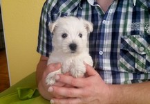 Sugar Star FCI, Hodowla West Highland White Terrier, West Highland White Terriery