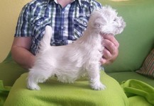 Sugar Star FCI, Hodowla West Highland White Terrier, West Highland White Terriery