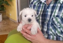 Sugar Star FCI, Hodowla West Highland White Terrier, West Highland White Terriery