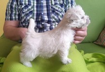 Sugar Star FCI, Hodowla West Highland White Terrier, West Highland White Terriery