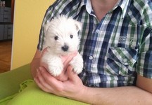 Sugar Star FCI, Hodowla West Highland White Terrier, West Highland White Terriery