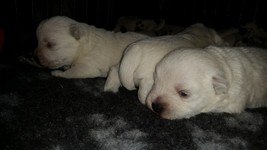 Sugar Star FCI, Hodowla West Highland White Terrier, West Highland White Terriery