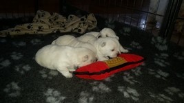 Sugar Star FCI, Hodowla West Highland White Terrier, West Highland White Terriery