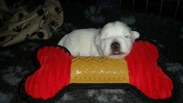 Sugar Star FCI, Hodowla West Highland White Terrier, West Highland White Terriery