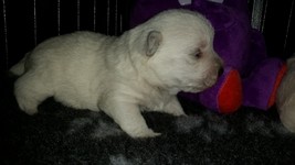 Sugar Star FCI, Hodowla West Highland White Terrier, West Highland White Terriery