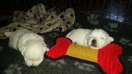 Sugar Star FCI, Hodowla West Highland White Terrier, West Highland White Terriery