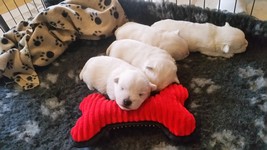 Sugar Star FCI, Hodowla West Highland White Terrier, West Highland White Terriery