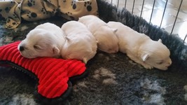 Sugar Star FCI, Hodowla West Highland White Terrier, West Highland White Terriery