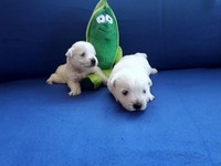 Sugar Star FCI, Hodowla West Highland White Terrier, West Highland White Terriery
