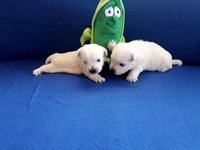 Sugar Star FCI, Hodowla West Highland White Terrier, West Highland White Terriery
