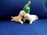 Sugar Star FCI, Hodowla West Highland White Terrier, West Highland White Terriery