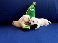 Sugar Star FCI, Hodowla West Highland White Terrier, West Highland White Terriery