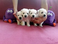 Sugar Star FCI, Hodowla West Highland White Terrier, West Highland White Terriery